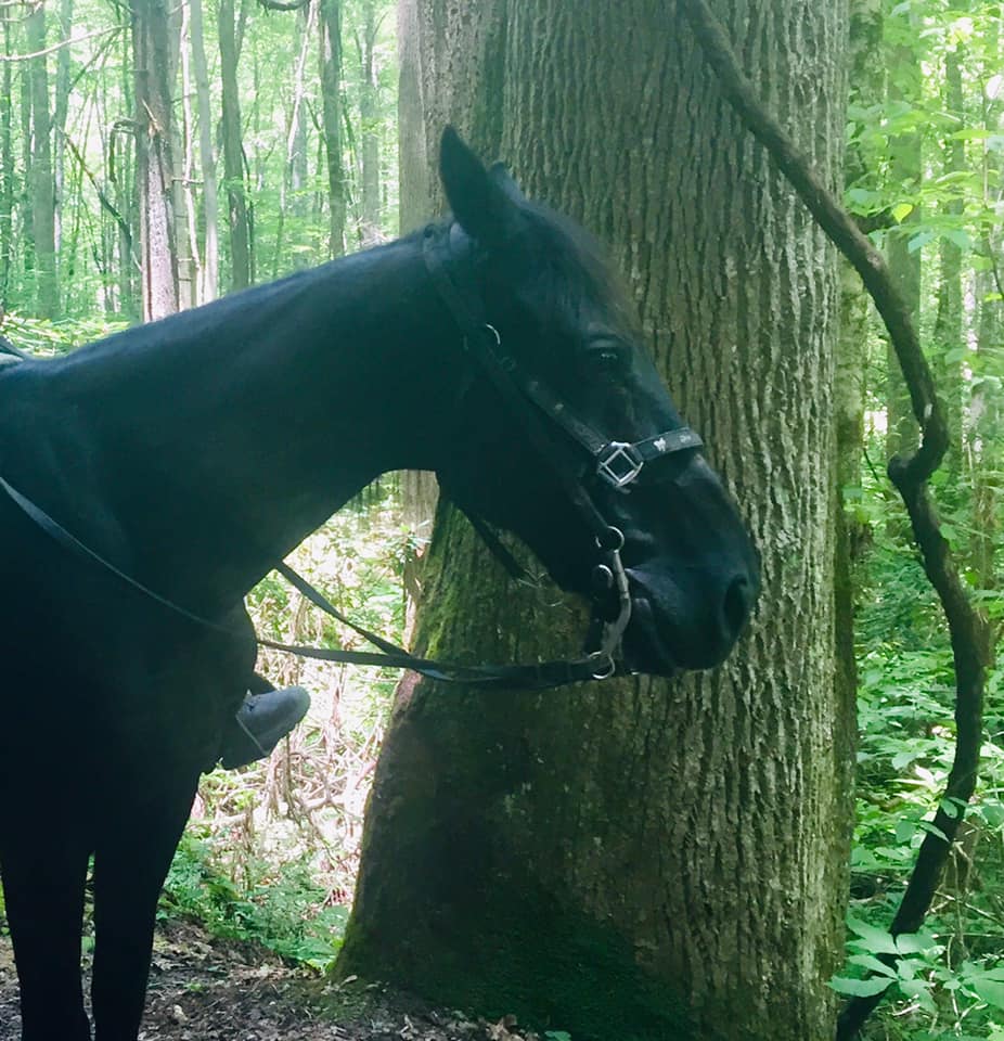 Horse Riding North Carolina