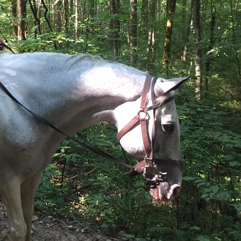 Cherokee Horse NC